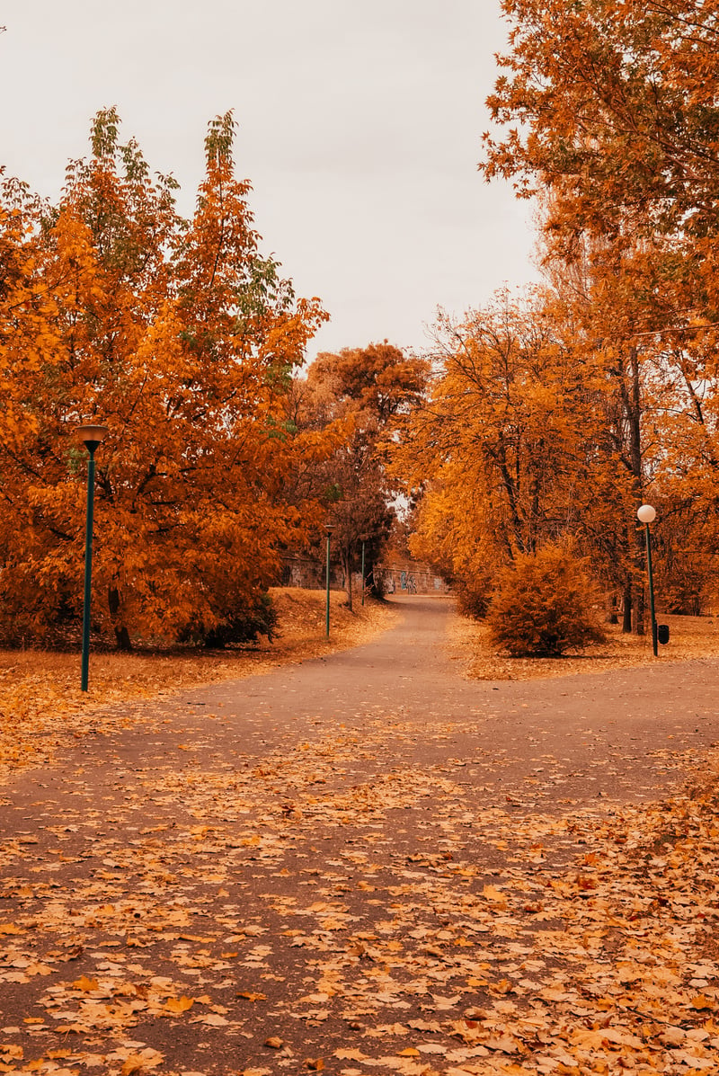 Autumn Leaves